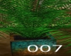 007 Dragonfly palm