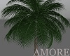 Amore Indoor Palm