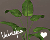 VK~Black Plant