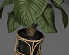 Modern House Plant