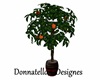 orange tree