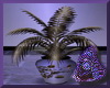 PB*Purple Ice Plant