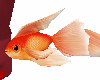 kila/kils swimming fish