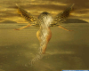 wingangel