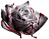 Bloody rose