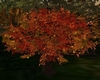 Tree of Fall