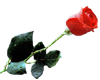rosebuds red rose