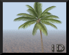 *ID Miami Palm Tree
