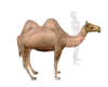 camel