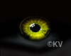 Beta Wolf Eyes (F)
