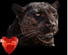 Panther breast tattoo(F)