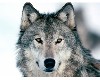 Split Panel: Wolf