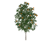 3d-Orange-Tree