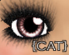 {CAT}Chocolate Cute Eyes