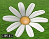 White Daisy Decor