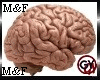 GY*REAL BRAIN M& F
