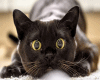 Cat Actions