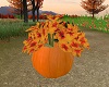 Pumpkin & Flowers