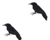 Black pigeon (kl)