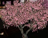 Cherry  Blossom Tree