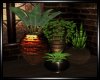 BB|Pub Plants
