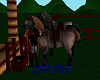 ranch horse 5