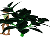 Animated Tropical Plant