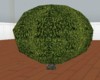 Topairy tree 3D