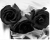Black Roses on Silk