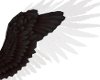 [Des] Blk/White wings