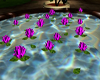 Floating Pink Roses !!
