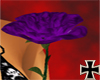 [RC] Purplerose