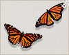 ॐ Monarch Butterflies 