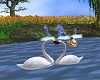 Valentine Lovers Swans