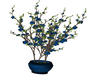 F/D flowering plant blue