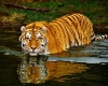 swiming tiger radio