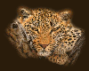 leopard 6