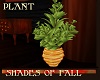 Shades of Fall Plant