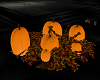 =Ed=Pumpkin patch