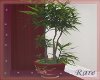 Sensational Bonsai plant