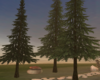 3 Pine Trees