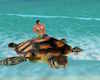 TurtleIsland Fiji Resort