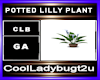 POTTED LILLY PLANT