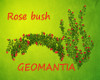 2 Rose bush fillers