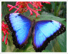 miscellaneous mariposas