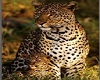 Safari Leopard Poster