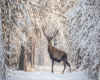 Deer In Winter Backgd