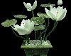 [L]Lotus Blossoms
