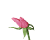PINK ROSE ANIMATED