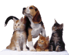 Cats_and_Dog